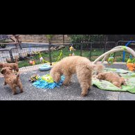 Cockapoo - Both