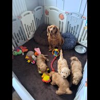 Cockapoo - Both
