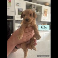 Mixed Breed - Both