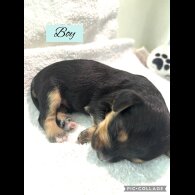 Mixed Breed - Both