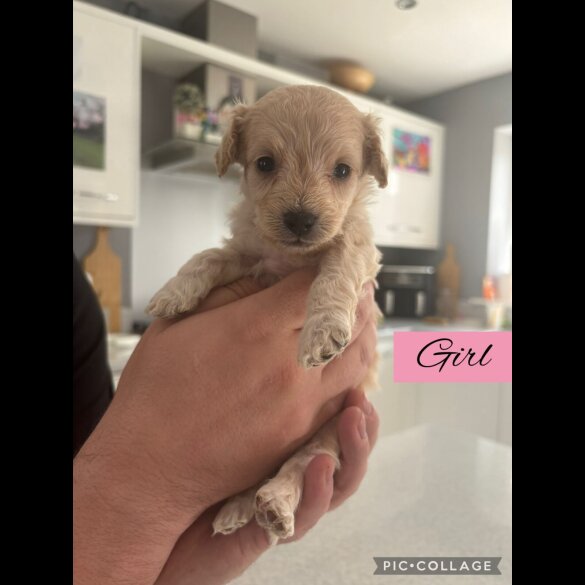 Mixed Breed - Both