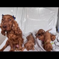 Cocker Spaniel (Show) - Both