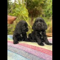 Cocker Spaniel (Show) - Dogs