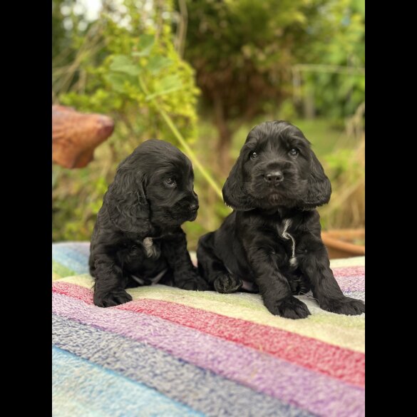 Cocker Spaniel (Show) - Dogs