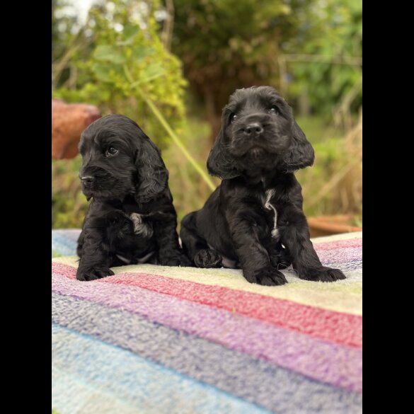 Cocker Spaniel (Show) - Dogs