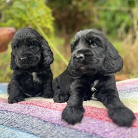Cocker Spaniel (Show) - Dogs