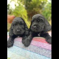 Cocker Spaniel (Show) - Dogs