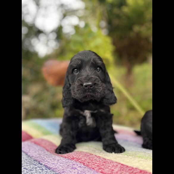 Cocker Spaniel (Show) - Dogs