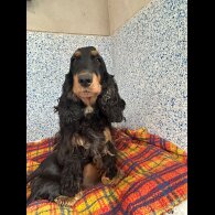 Cocker Spaniel (Show) - Dogs
