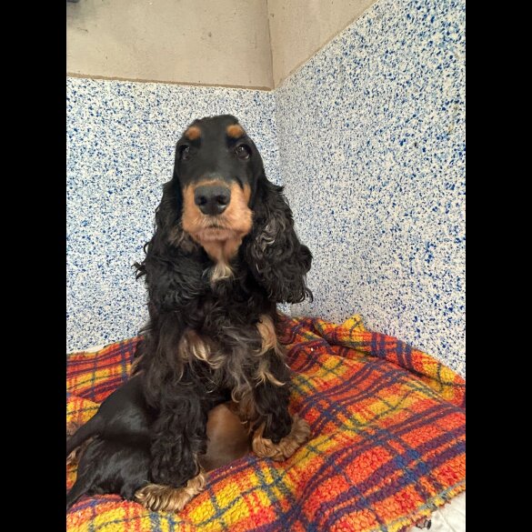 Cocker Spaniel (Show) - Dogs
