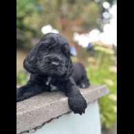 Cocker Spaniel (Show) - Dogs