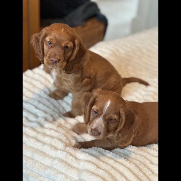 Cocker Spaniel (Show) - Both