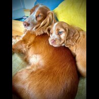 Cocker Spaniel (Show) - Both