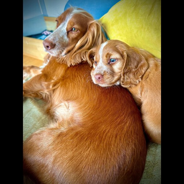Cocker Spaniel (Show) - Both