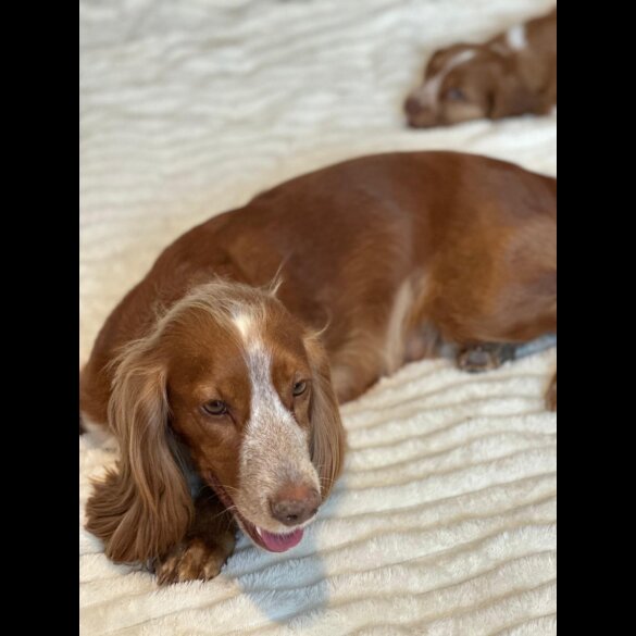 Cocker Spaniel (Show) - Both