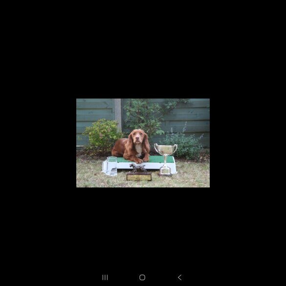 Cocker Spaniel (Show) - Both