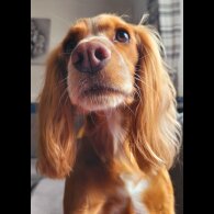 Cocker Spaniel (Show) - Both