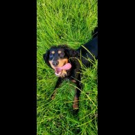 Cocker Spaniel (Show) - Both