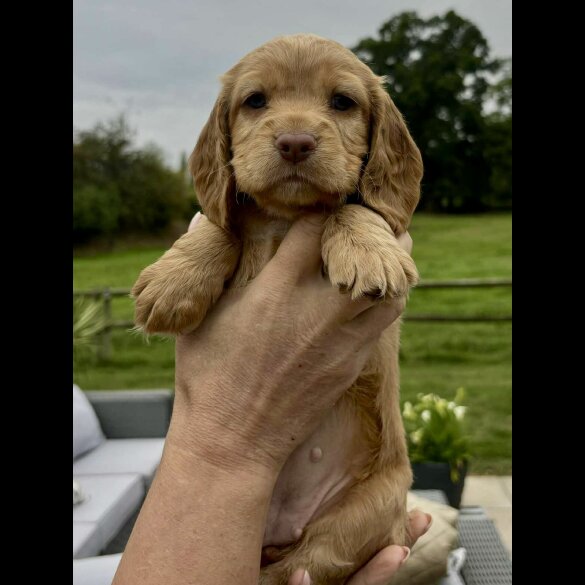 Cocker Spaniel (Show) - Bitches