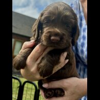 Cocker Spaniel (Show) - Bitches