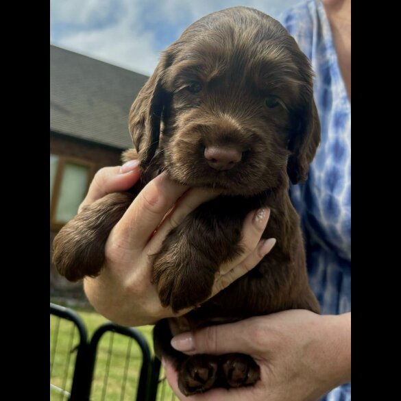 Cocker Spaniel (Show) - Bitches