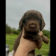 Cocker Spaniel (Show) - Bitches