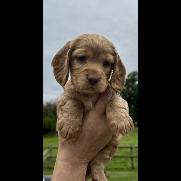 Cocker Spaniel (Show) - Bitches