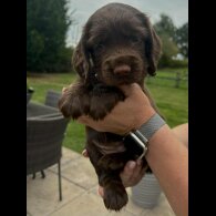 Cocker Spaniel (Show) - Bitches