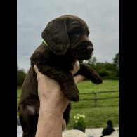 Cocker Spaniel (Show) - Bitches