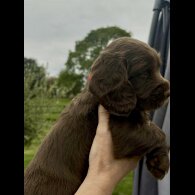 Cocker Spaniel (Show) - Bitches