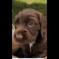 Cocker Spaniel (Show) - Bitches