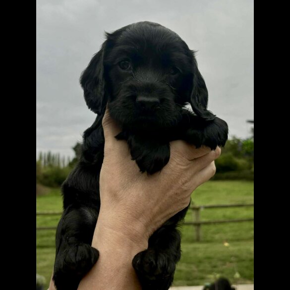 Cocker Spaniel (Show) - Bitches