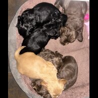 Cocker Spaniel (Show) - Bitches
