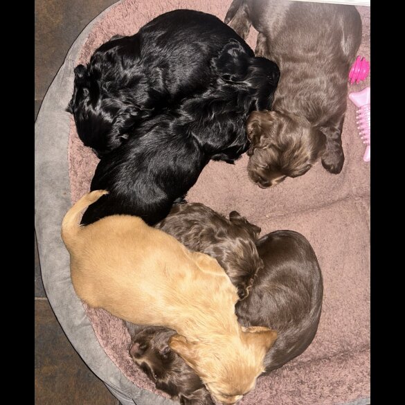 Cocker Spaniel (Show) - Bitches