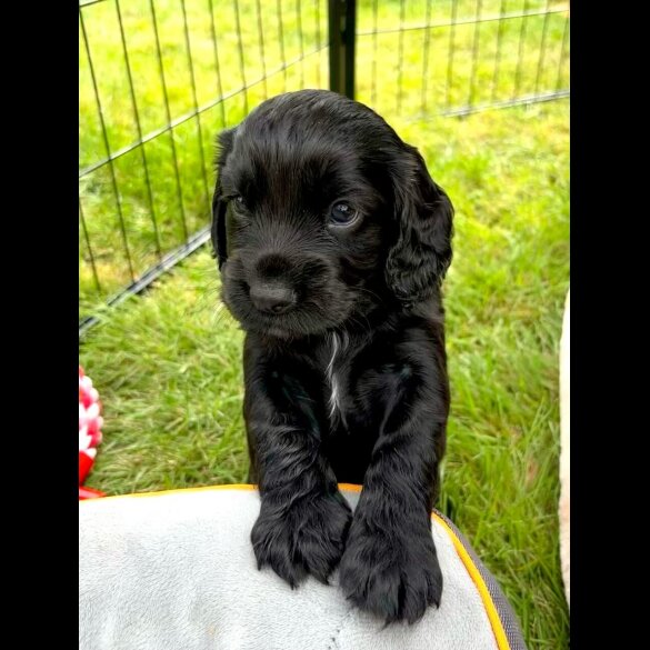 Cocker Spaniel (Show) - Bitches