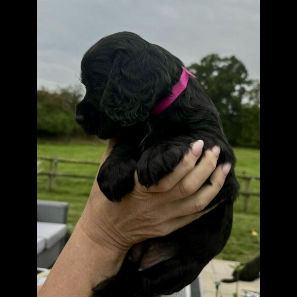 Cocker Spaniel (Show) - Bitches