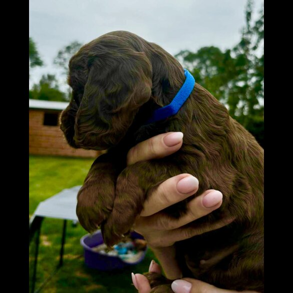 Cocker Spaniel (Show) - Bitches
