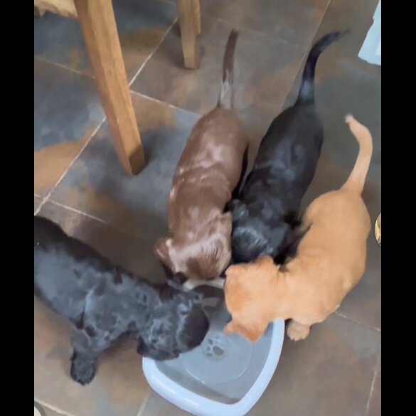 Cocker Spaniel (Show) - Bitches