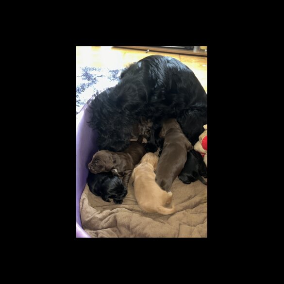 Cocker Spaniel (Show) - Bitches