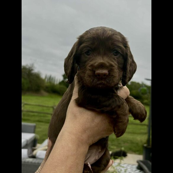 Cocker Spaniel (Show) - Bitches