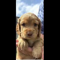Cocker Spaniel (Show) - Bitches