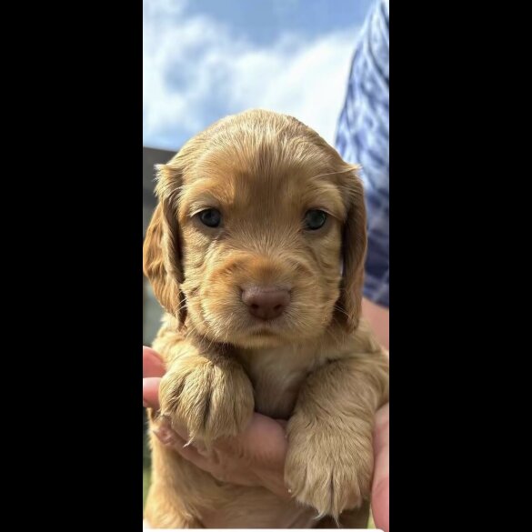 Cocker Spaniel (Show) - Bitches