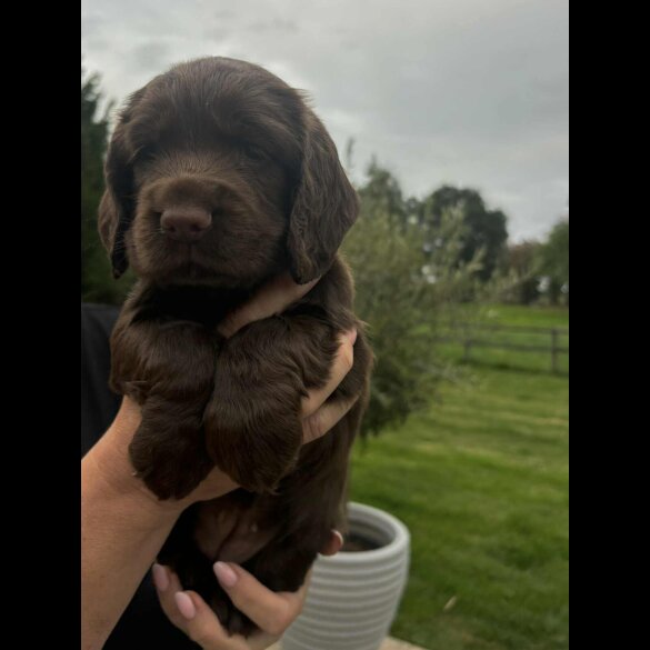 Cocker Spaniel (Show) - Bitches