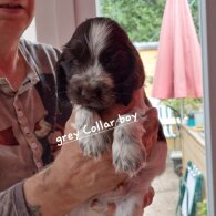 Cocker Spaniel (Show) - Both