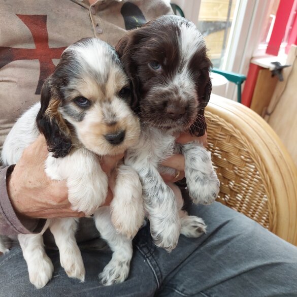 Cocker Spaniel (Show) - Both