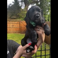 Cocker Spaniel (Show) - Both