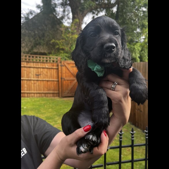 Cocker Spaniel (Show) - Both