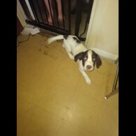 Cocker Spaniel (Show) - Both