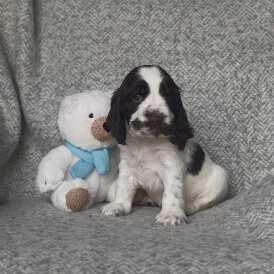 Cocker Spaniel (Show) - Both
