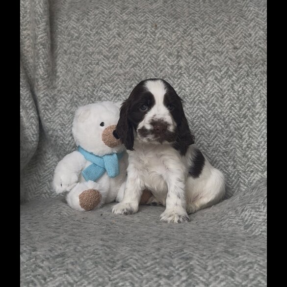 Cocker Spaniel (Show) - Both